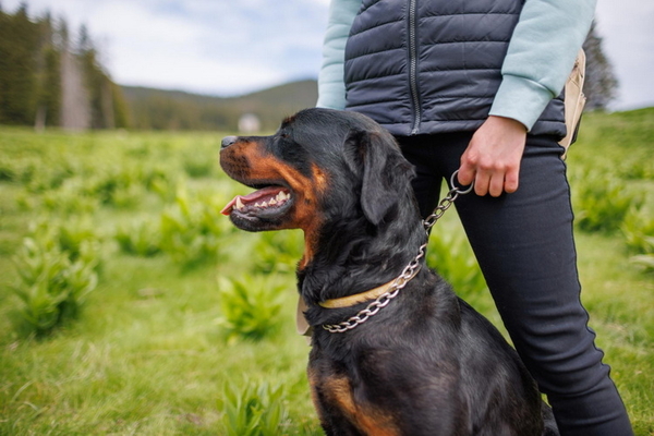 Hundehalter (Besitzstatus)